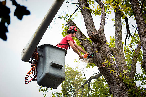 Professional Tree Care  in George Mason, VA